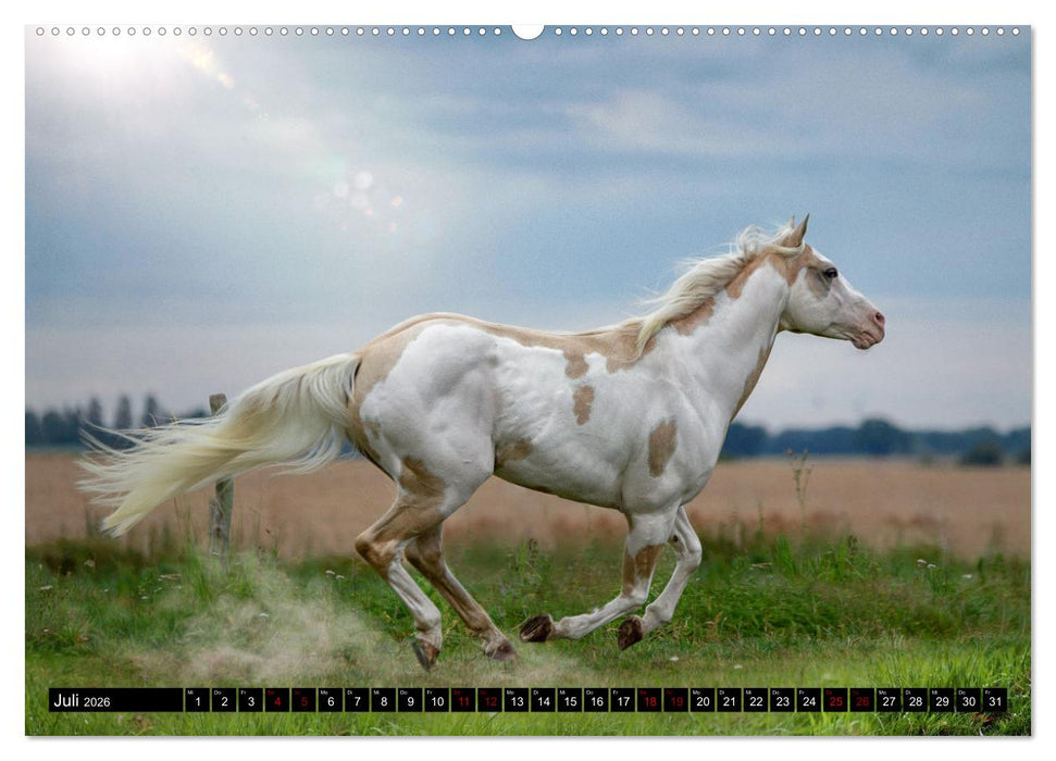 Faszination Westernpferde (CALVENDO Premium Wandkalender 2026)