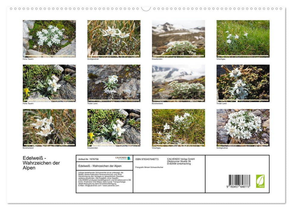 Edelweiß - Wahrzeichen der Alpen (CALVENDO Premium Wandkalender 2026)