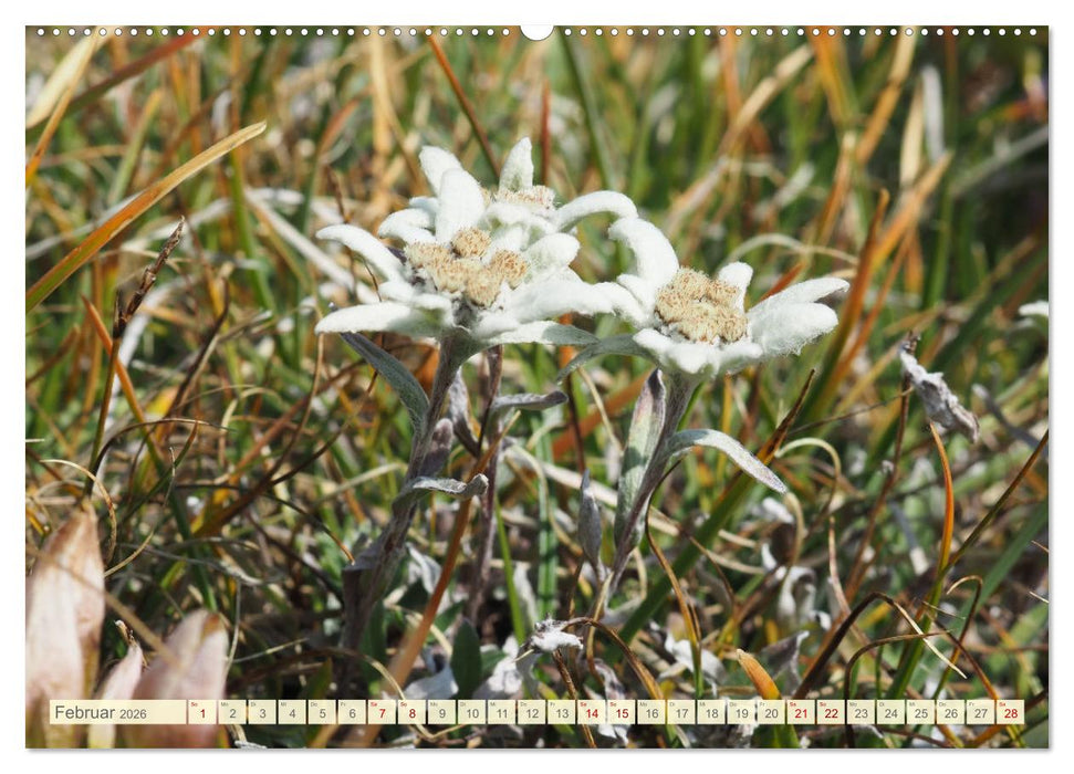 Edelweiß - Wahrzeichen der Alpen (CALVENDO Premium Wandkalender 2026)