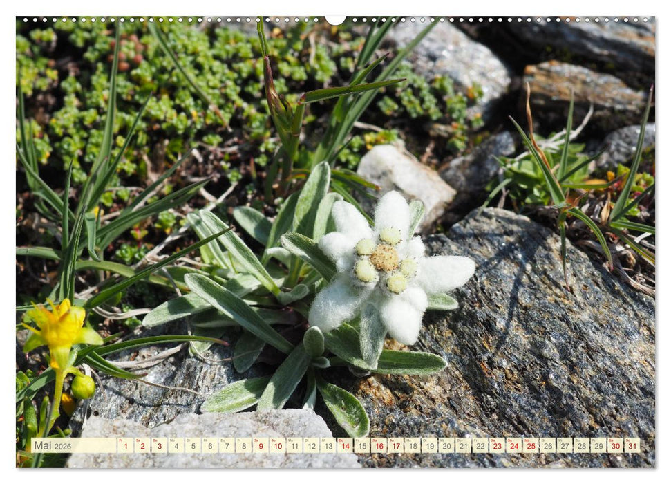 Edelweiß - Wahrzeichen der Alpen (CALVENDO Premium Wandkalender 2026)