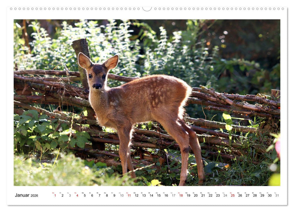 Max, der kleine Rehbock (CALVENDO Premium Wandkalender 2026)