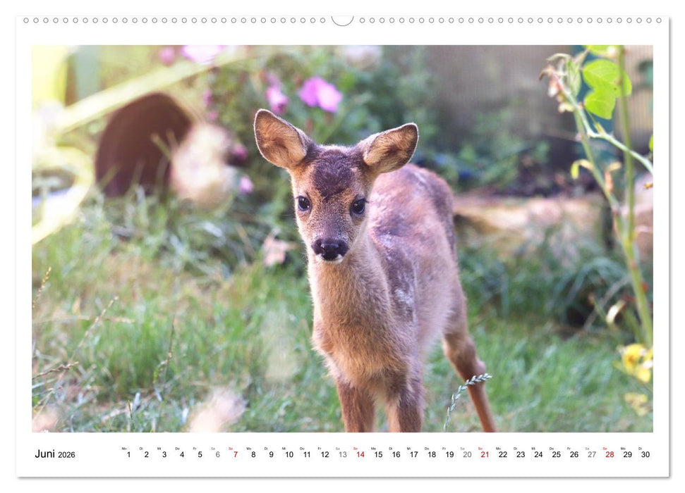 Max, der kleine Rehbock (CALVENDO Premium Wandkalender 2026)