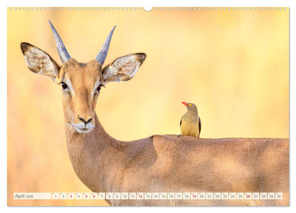 Afrikas Tiere. Majestäten in exotischer Wildnis (CALVENDO Premium Wandkalender 2026)