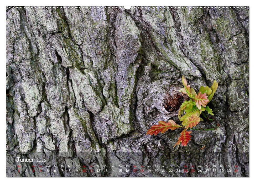 Borkenformen (CALVENDO Premium Wandkalender 2026)