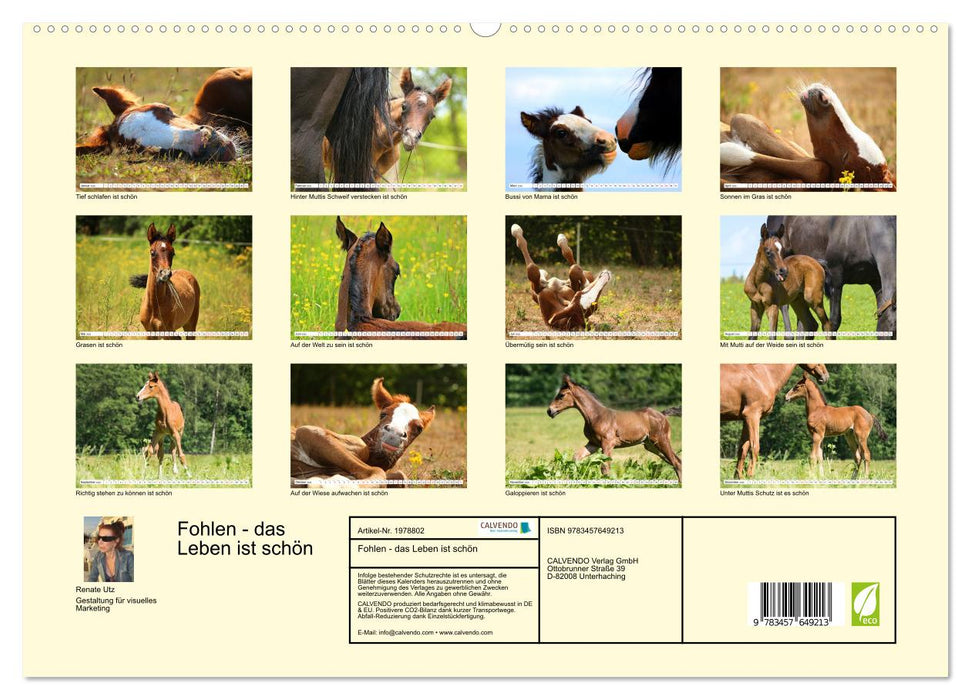Fohlen - das Leben ist schön (CALVENDO Premium Wandkalender 2026)