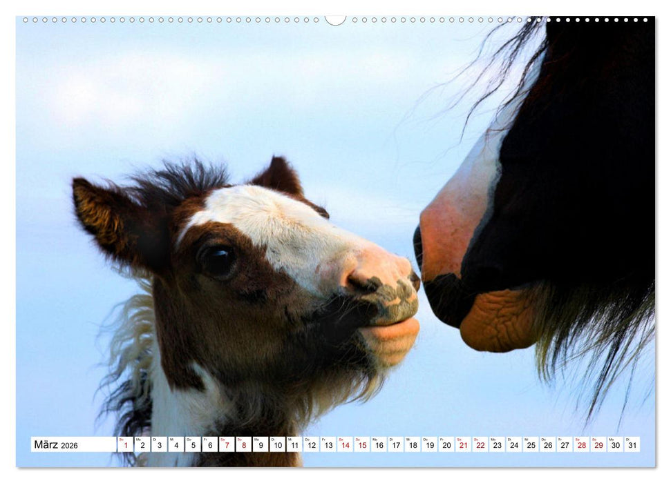 Fohlen - das Leben ist schön (CALVENDO Premium Wandkalender 2026)