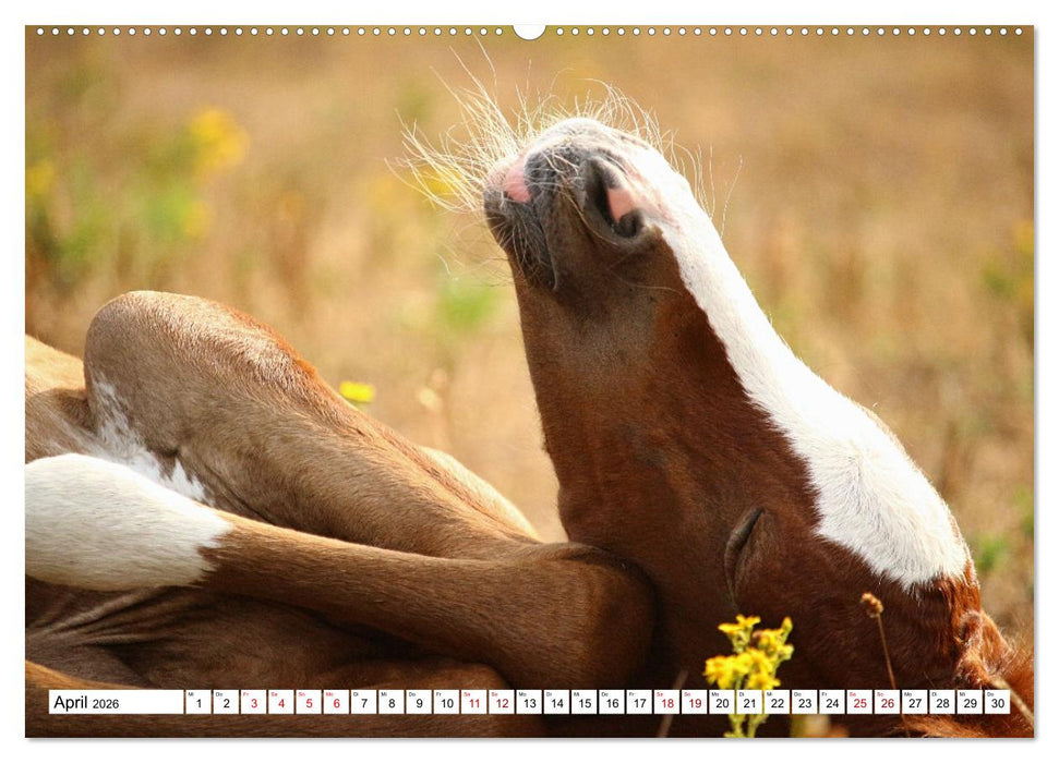 Fohlen - das Leben ist schön (CALVENDO Premium Wandkalender 2026)