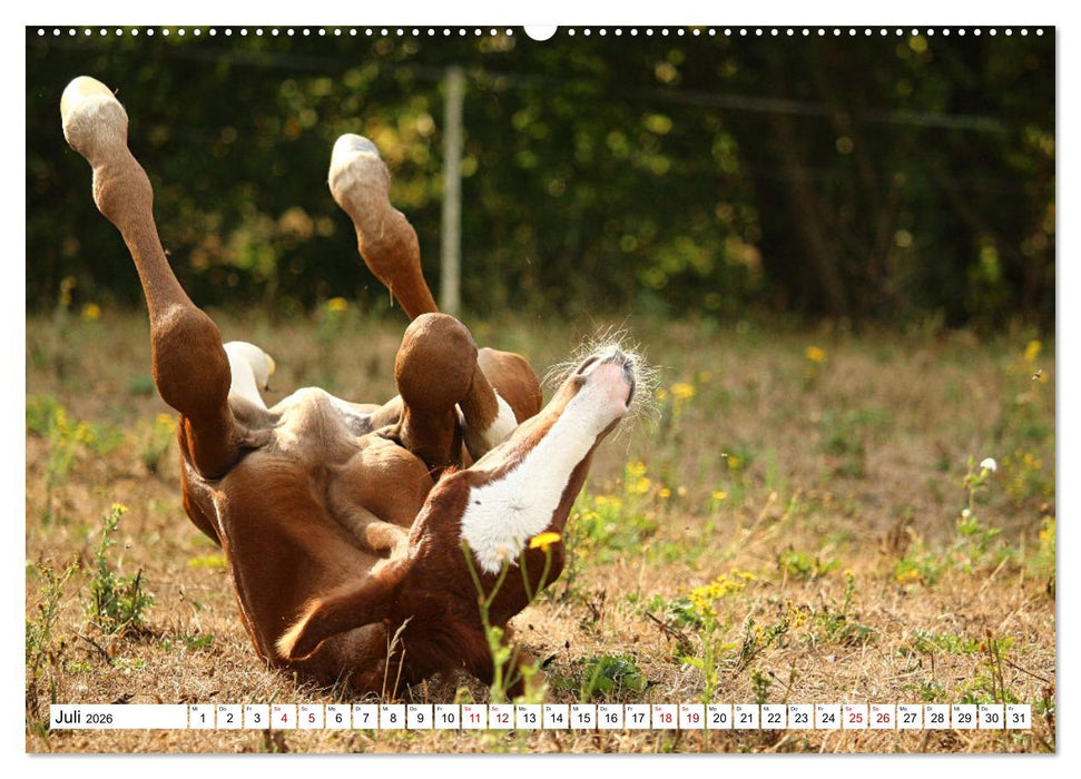 Fohlen - das Leben ist schön (CALVENDO Premium Wandkalender 2026)