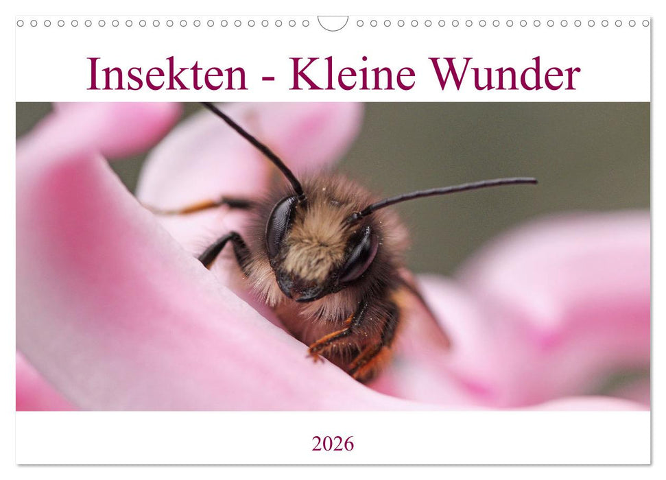 Insekten - Kleine Wunder (CALVENDO Wandkalender 2026)
