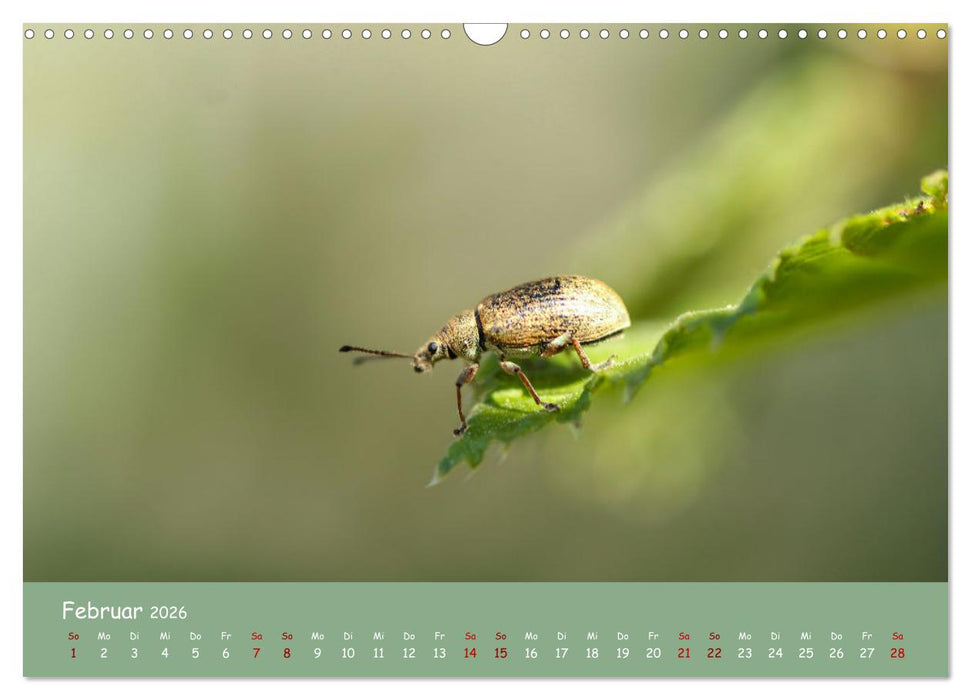 Insekten - Kleine Wunder (CALVENDO Wandkalender 2026)