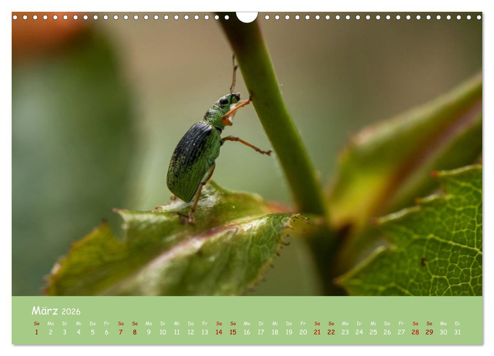 Insekten - Kleine Wunder (CALVENDO Wandkalender 2026)