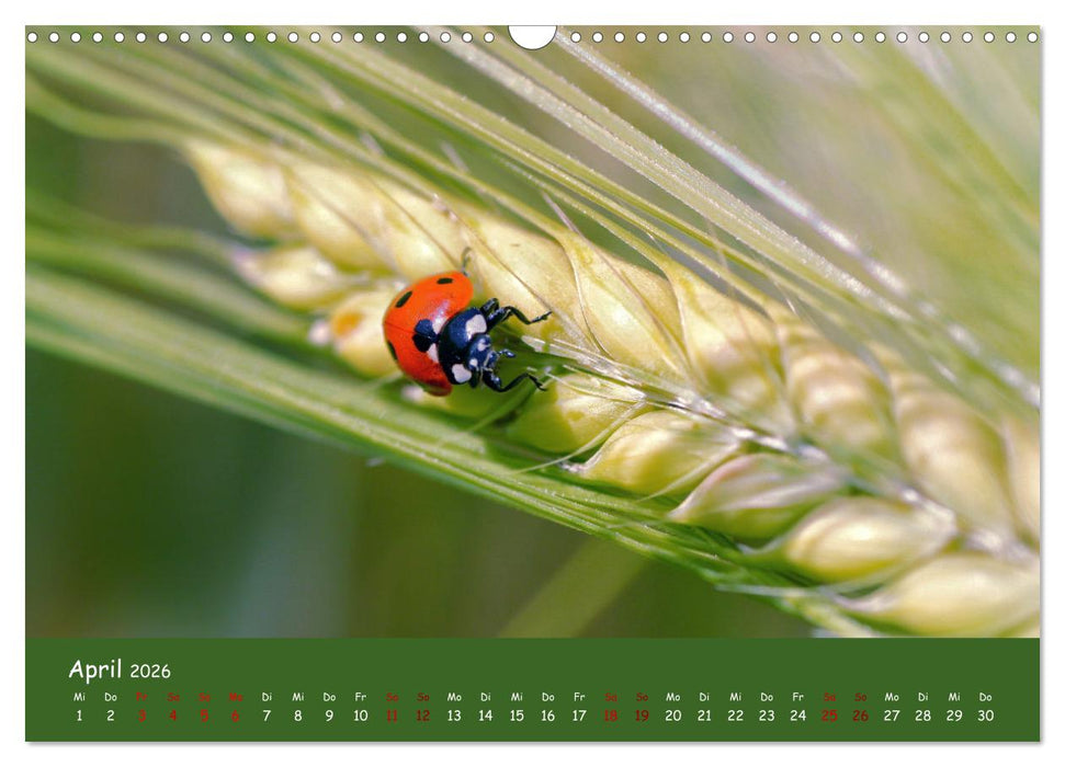 Insekten - Kleine Wunder (CALVENDO Wandkalender 2026)