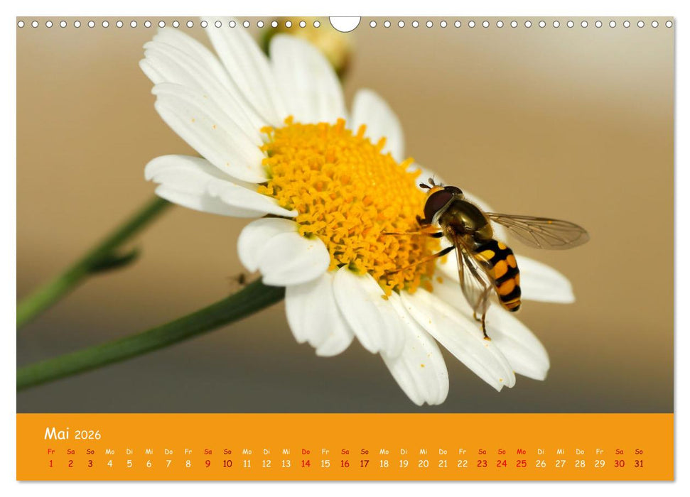 Insekten - Kleine Wunder (CALVENDO Wandkalender 2026)