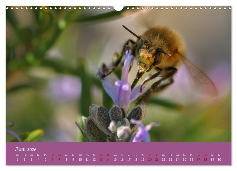 Insekten - Kleine Wunder (CALVENDO Wandkalender 2026)
