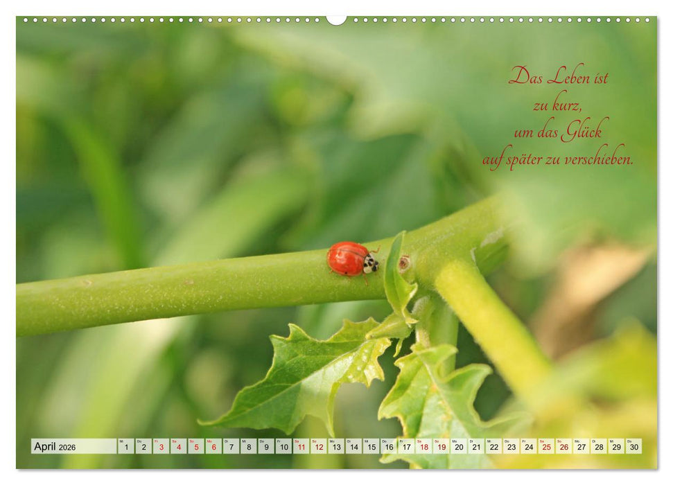 Meine kleine Auszeit (CALVENDO Wandkalender 2026)