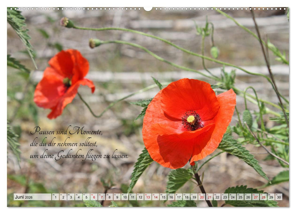 Meine kleine Auszeit (CALVENDO Wandkalender 2026)