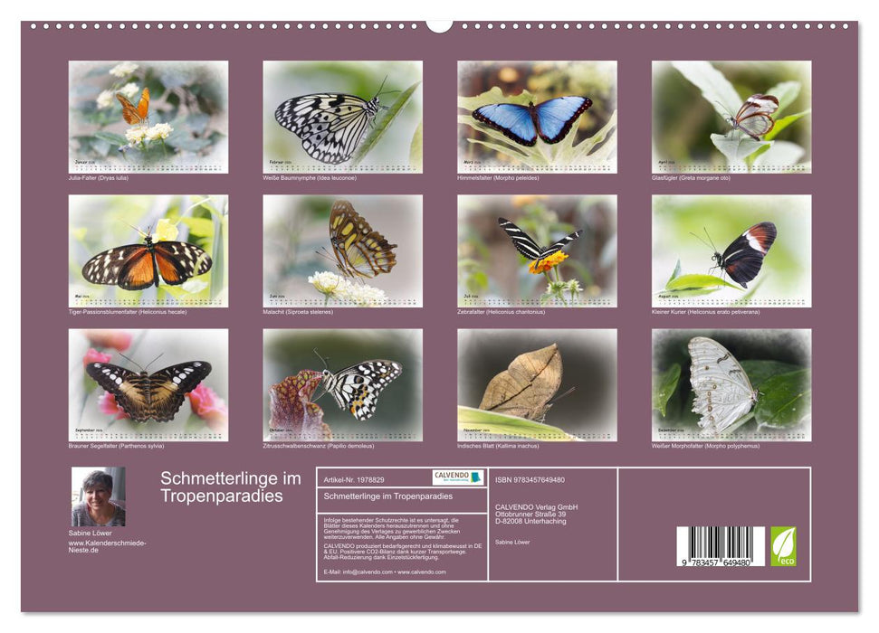 Schmetterlinge im Tropenparadies (CALVENDO Premium Wandkalender 2026)