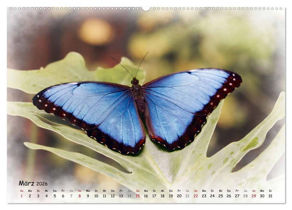 Schmetterlinge im Tropenparadies (CALVENDO Premium Wandkalender 2026)