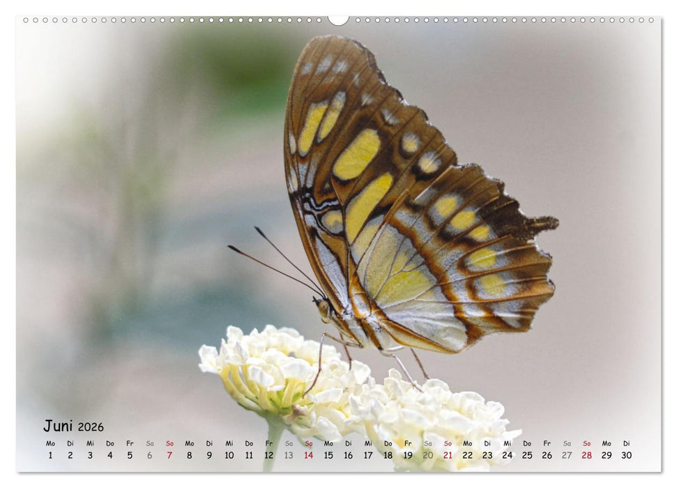Schmetterlinge im Tropenparadies (CALVENDO Premium Wandkalender 2026)