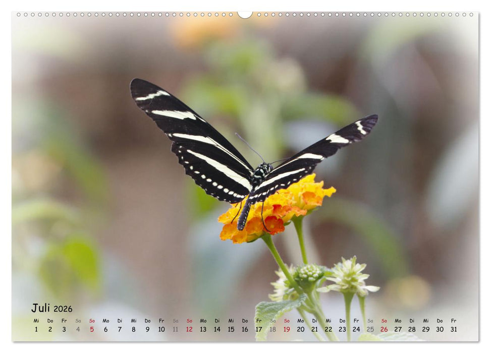 Schmetterlinge im Tropenparadies (CALVENDO Premium Wandkalender 2026)