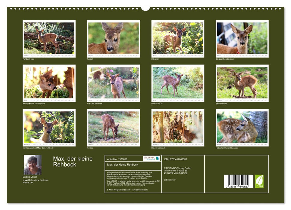 Max, der kleine Rehbock (CALVENDO Wandkalender 2026)