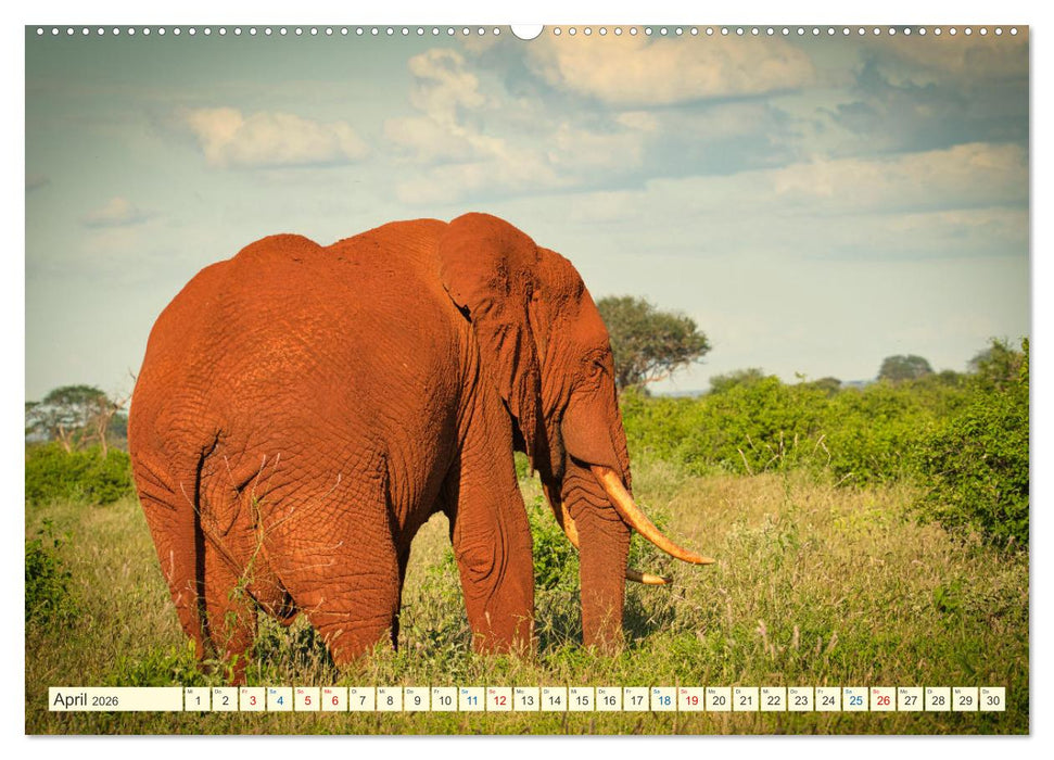 Die Riesen der Savanne (CALVENDO Premium Wandkalender 2026)
