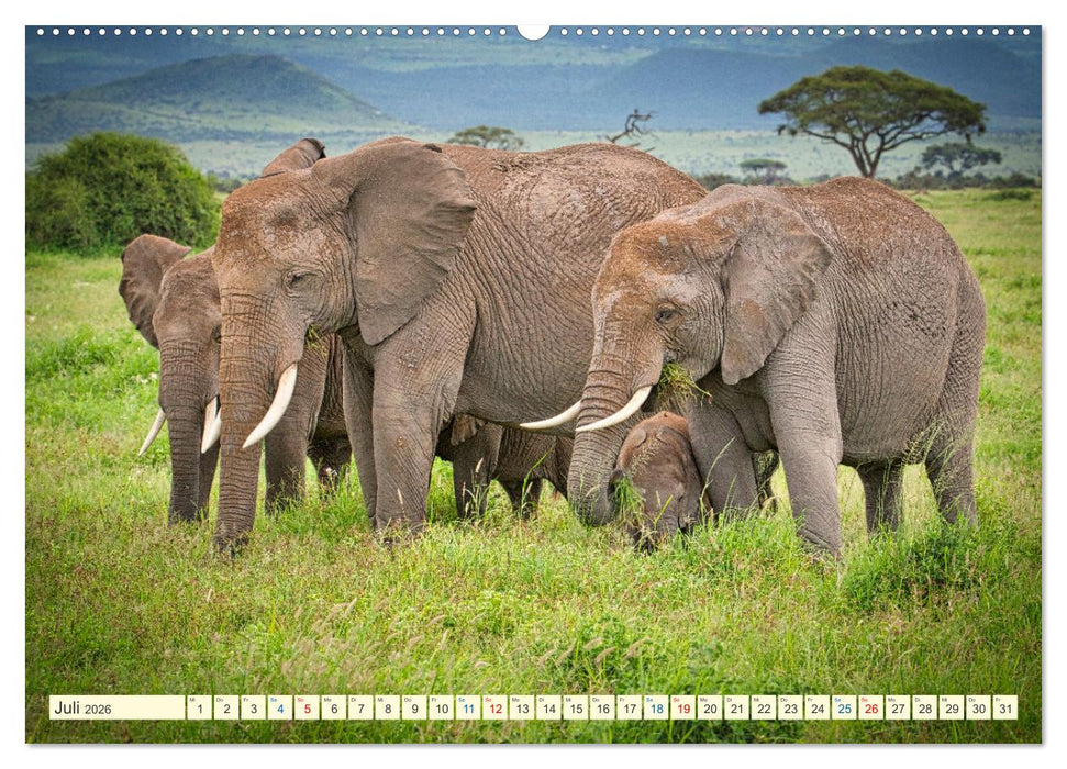 Die Riesen der Savanne (CALVENDO Premium Wandkalender 2026)