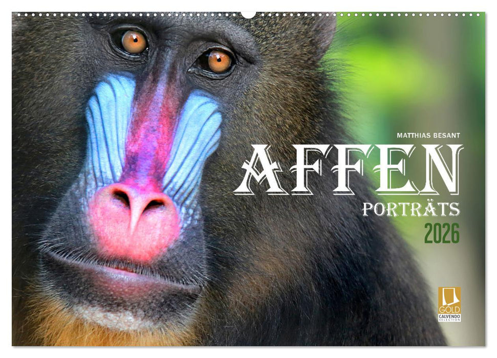 AFFENPORTRÄTS (CALVENDO Wandkalender 2026)