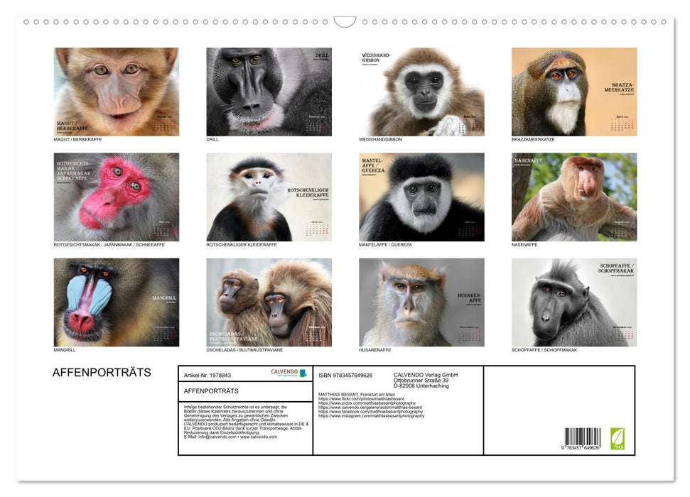 AFFENPORTRÄTS (CALVENDO Wandkalender 2026)