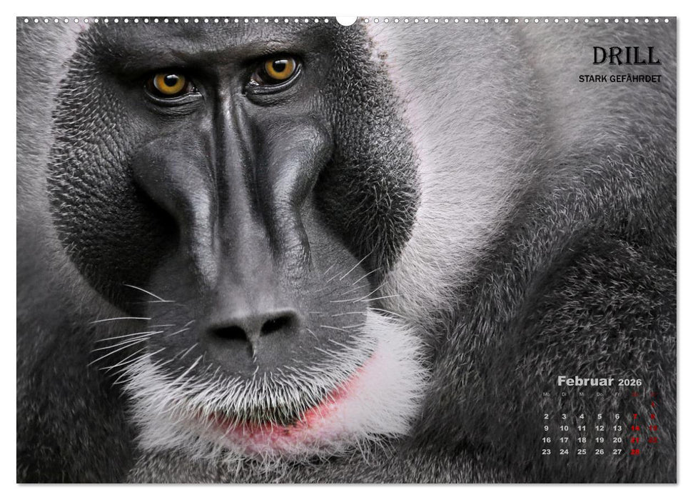 AFFENPORTRÄTS (CALVENDO Wandkalender 2026)