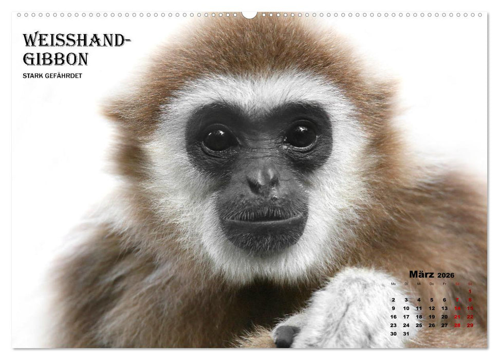 AFFENPORTRÄTS (CALVENDO Wandkalender 2026)