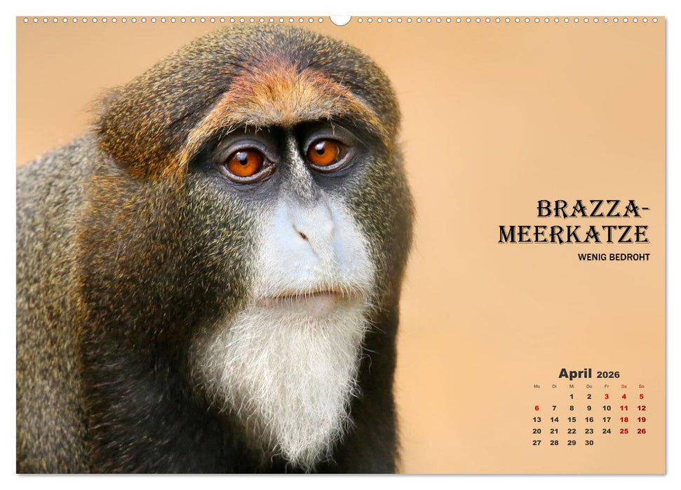 AFFENPORTRÄTS (CALVENDO Wandkalender 2026)