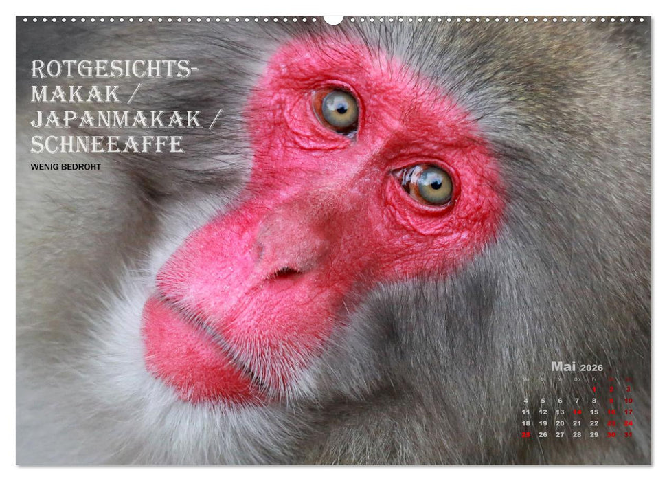 AFFENPORTRÄTS (CALVENDO Wandkalender 2026)