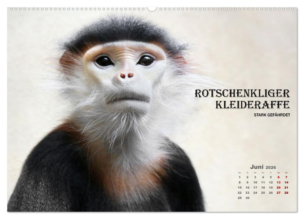 AFFENPORTRÄTS (CALVENDO Wandkalender 2026)