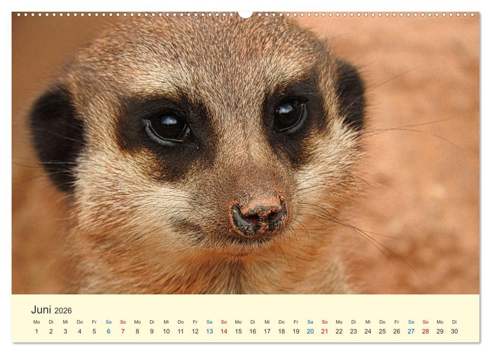 Die Großen und die Kleinen (CALVENDO Premium Wandkalender 2026)