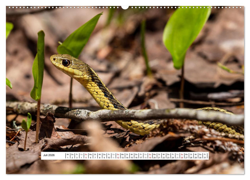 Kanadas Wilde Tiere (CALVENDO Premium Wandkalender 2026)