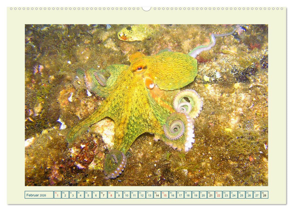 Oktopoden. Drei Herzen, acht Arme und das Gehirn im ganzen Körper (CALVENDO Premium Wandkalender 2026)