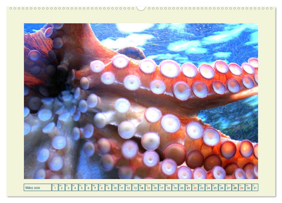 Oktopoden. Drei Herzen, acht Arme und das Gehirn im ganzen Körper (CALVENDO Premium Wandkalender 2026)