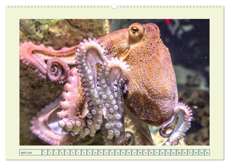Oktopoden. Drei Herzen, acht Arme und das Gehirn im ganzen Körper (CALVENDO Premium Wandkalender 2026)