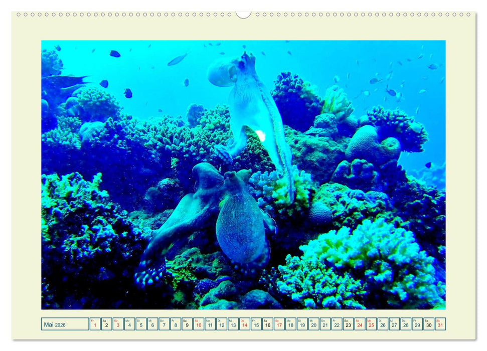 Oktopoden. Drei Herzen, acht Arme und das Gehirn im ganzen Körper (CALVENDO Premium Wandkalender 2026)