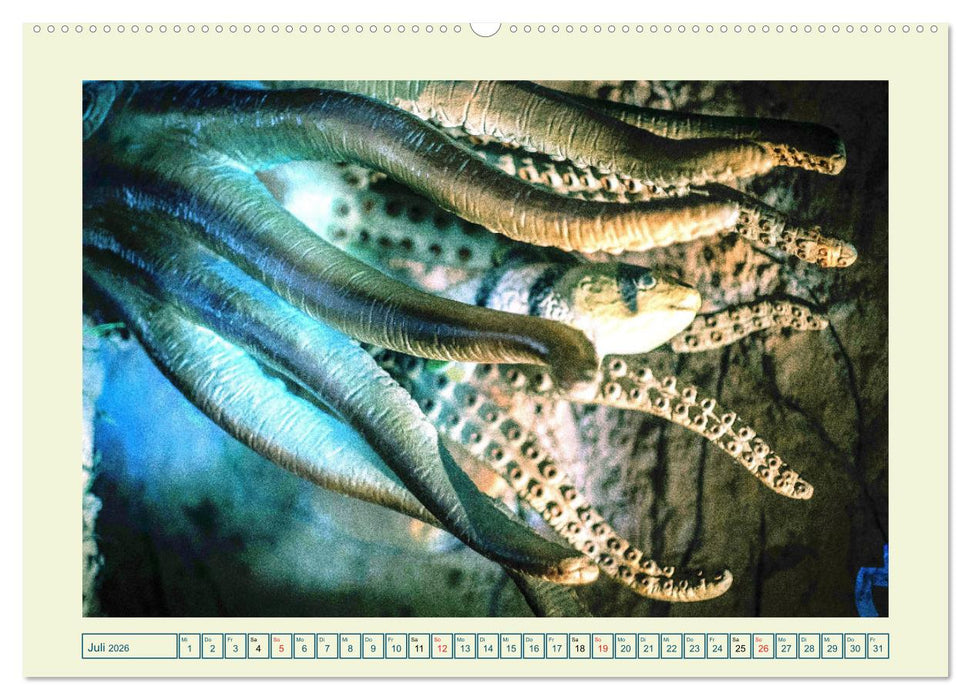 Oktopoden. Drei Herzen, acht Arme und das Gehirn im ganzen Körper (CALVENDO Premium Wandkalender 2026)