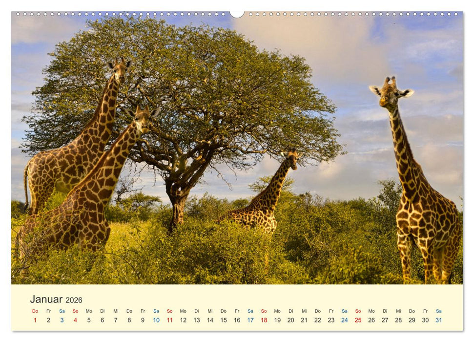Safari in Kenia (CALVENDO Premium Wandkalender 2026)