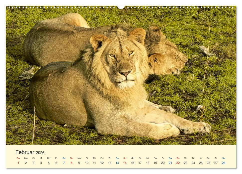 Safari in Kenia (CALVENDO Premium Wandkalender 2026)