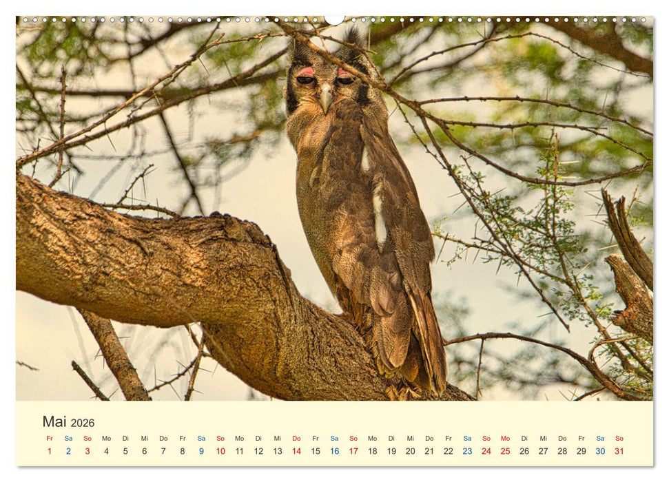 Safari in Kenia (CALVENDO Premium Wandkalender 2026)