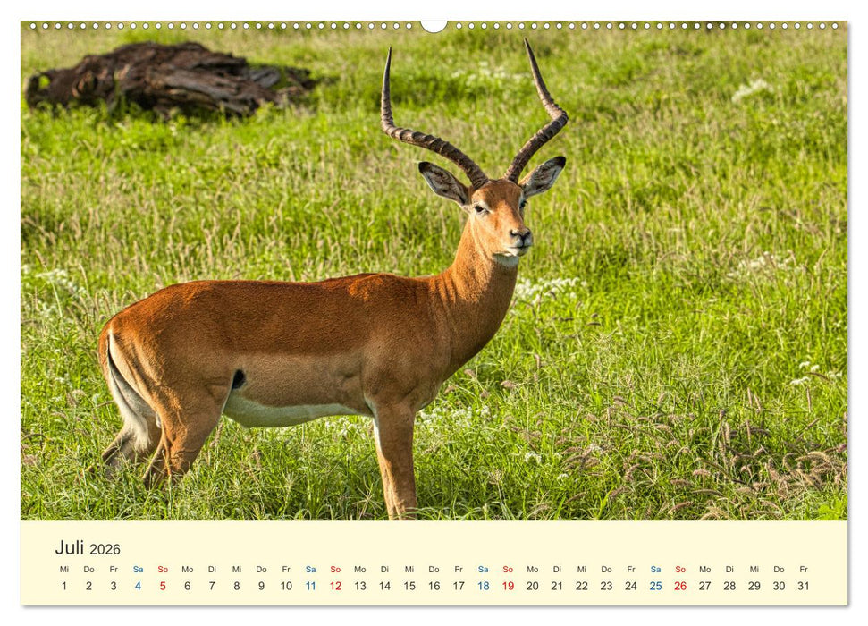 Safari in Kenia (CALVENDO Premium Wandkalender 2026)