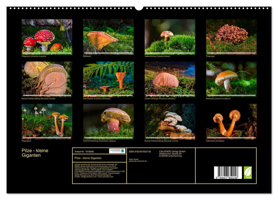 Pilze - kleine Giganten (CALVENDO Premium Wandkalender 2026)