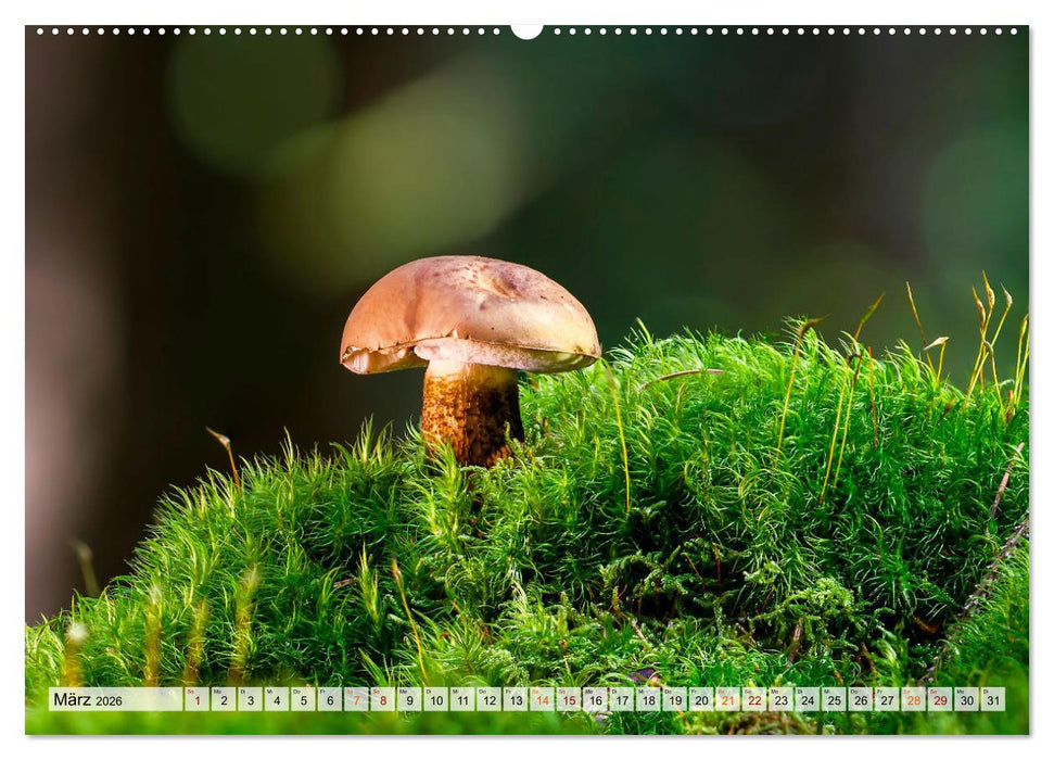 Pilze - kleine Giganten (CALVENDO Premium Wandkalender 2026)
