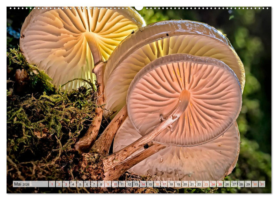 Pilze - kleine Giganten (CALVENDO Premium Wandkalender 2026)