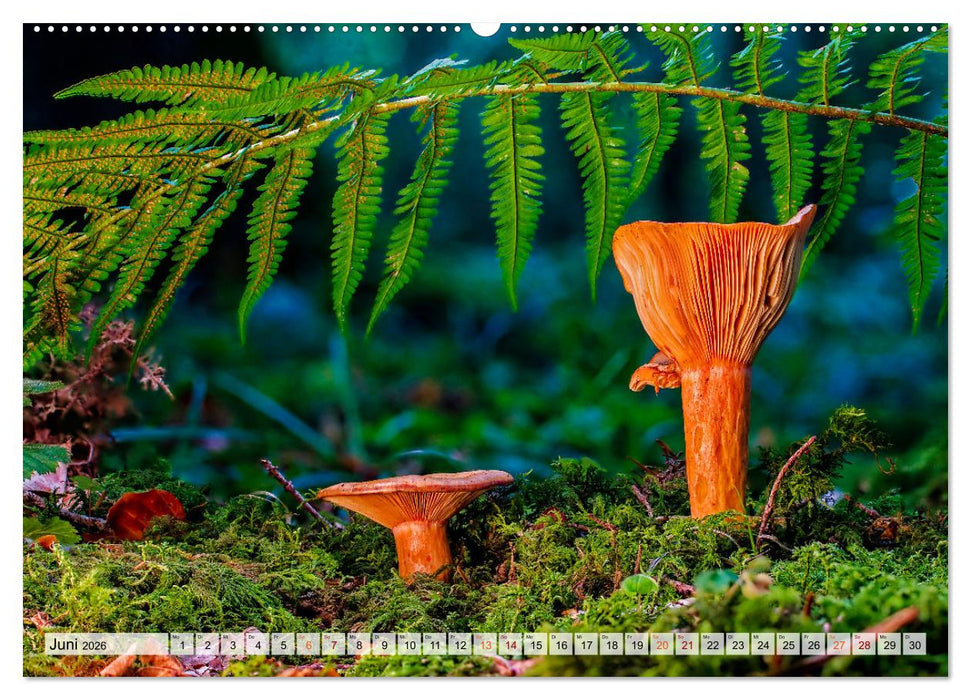 Pilze - kleine Giganten (CALVENDO Premium Wandkalender 2026)