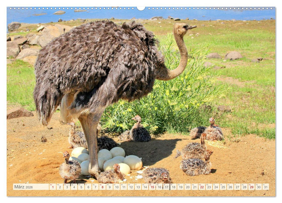 Afrikas Tiere. Majestäten in exotischer Wildnis (CALVENDO Wandkalender 2026)